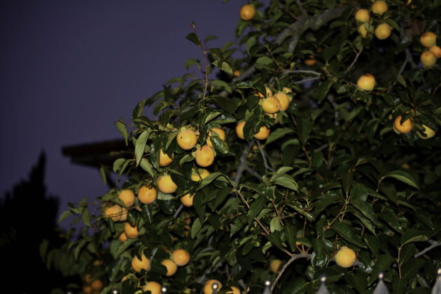 Ljubo_12