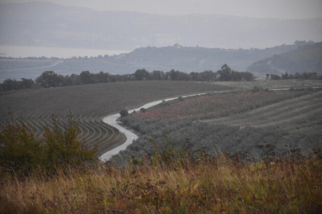 Z.Rotar - vinograd