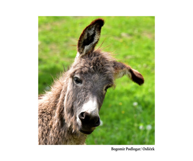 Bogomir Podlogar_Osliček