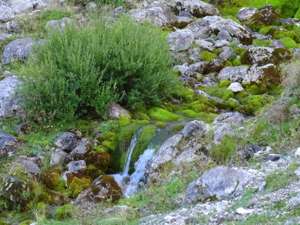 D.Rotar - zelene skale