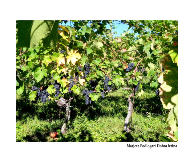 Marjeta Podlogar_dobra letina