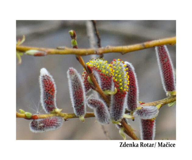 Zdenka Rotar_ Mačice