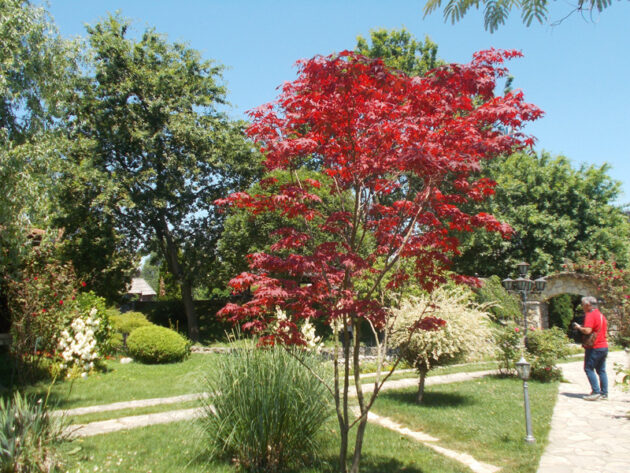 DSCN7378