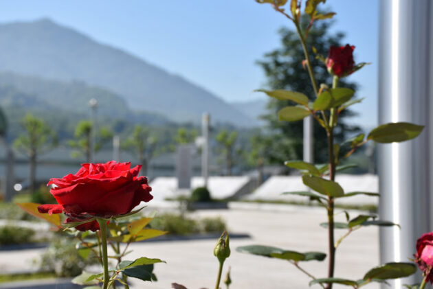 Srebrenica, D.Rotar