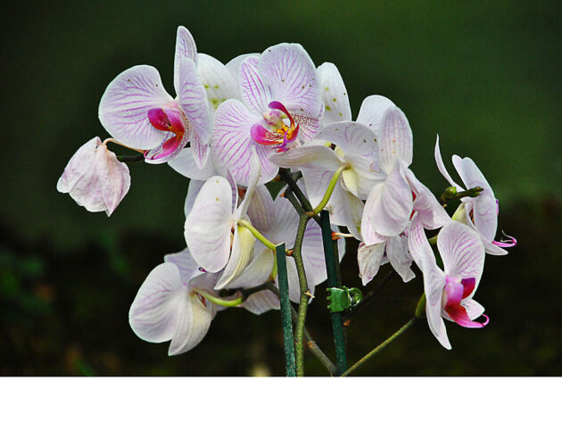 05-DSC_0385Fotkar_2229