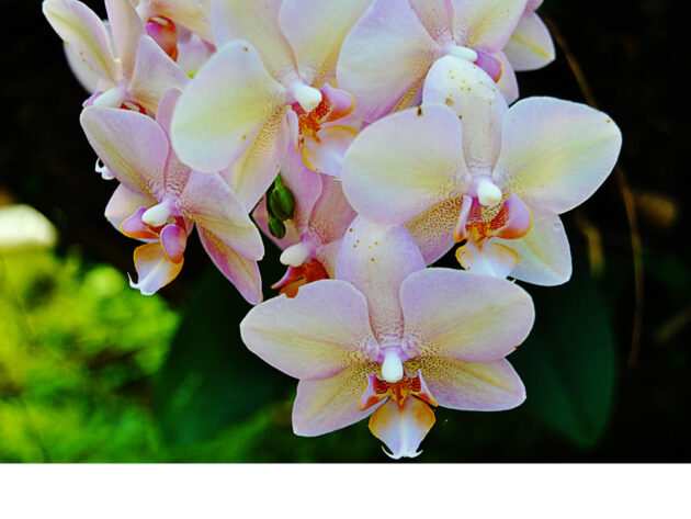 06-DSC_0388Fotkar_2232