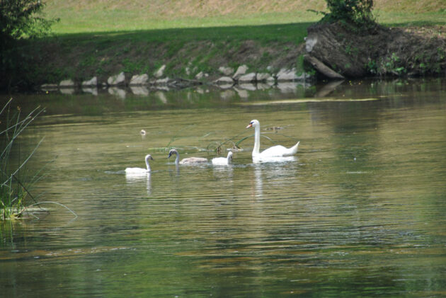 Kopija od 01-DSC_0569Fotkar_2502