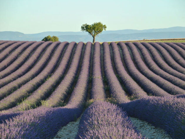 karol šmuc_provansa